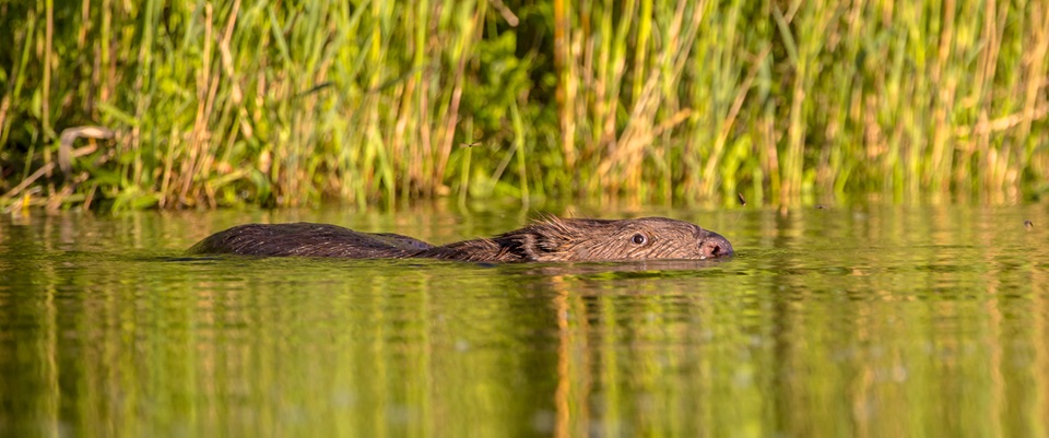 Een bever zwemt door stilstaand water langs een groene oever met riet en gras.
