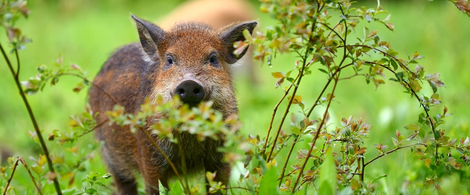Een jong everzwijn staat tussen het groene gras en struiken en kijkt recht in de camera.