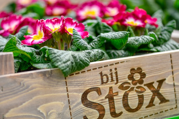 Een houten krat met het logo van bijSTOX, gevuld met bloeiende roze bloemen met gele harten.