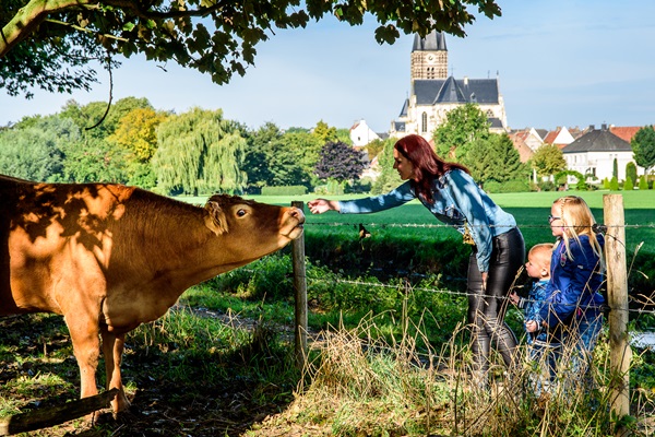 Mother feeds a cow in a meadow near Thorn while her children look on