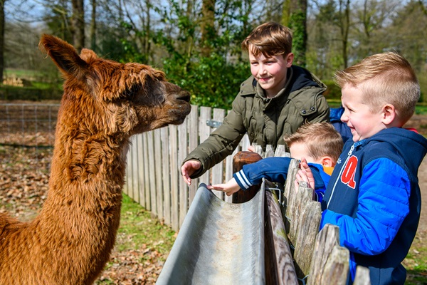 Kinder füttern Alpakas auf der Alpakafarm in der Gemeinde Roerdalen